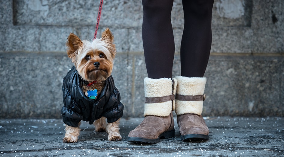 A close-up of a woman’s boots and a small dog beside her in a black coat highlight how to protect your dog from harsh winter weather