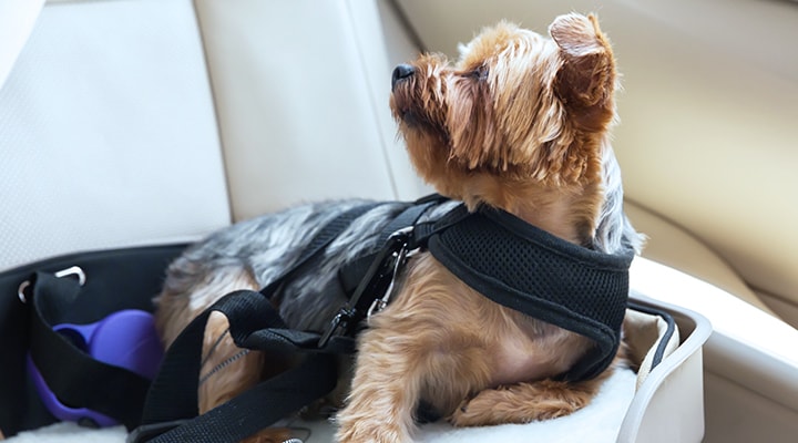 Pet proofing your vehicle for a safe drive is important, as shown by a small terrier dog in a harness and dog bed in a car