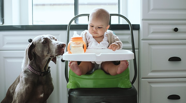 Always check what people foods are safe for your pet before sharing your meal, as shown by a dog watching a baby eat in a highchair