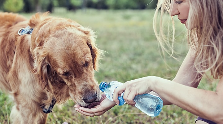 To keep your pet cool all summer, follow a few easy tips, like giving your dog a drink of water while on a walk, as shown by a woman giving her dog water from a water bottle