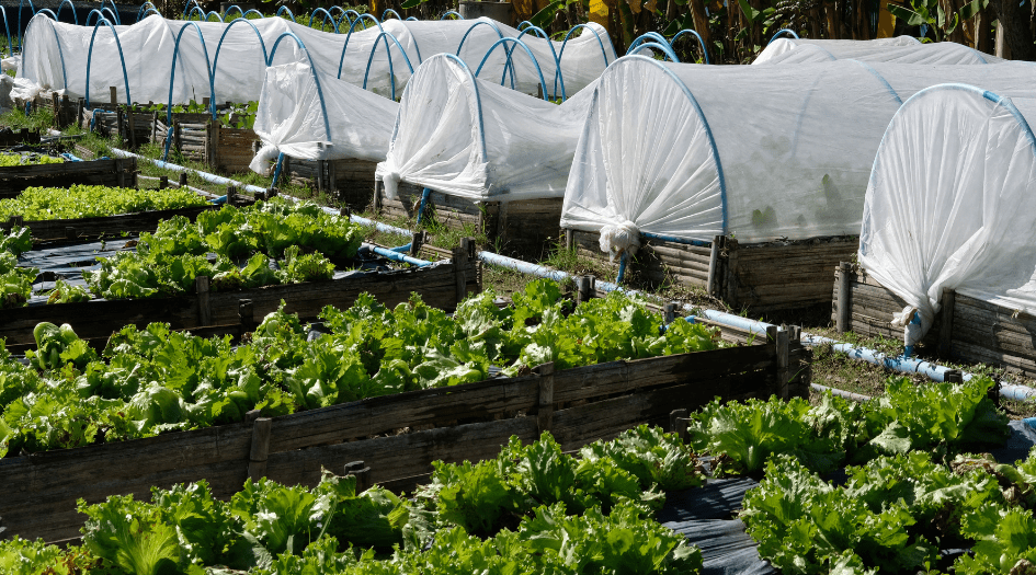 Nets cover beds of growing produce, showing one way farmers can prepare for pest infestations