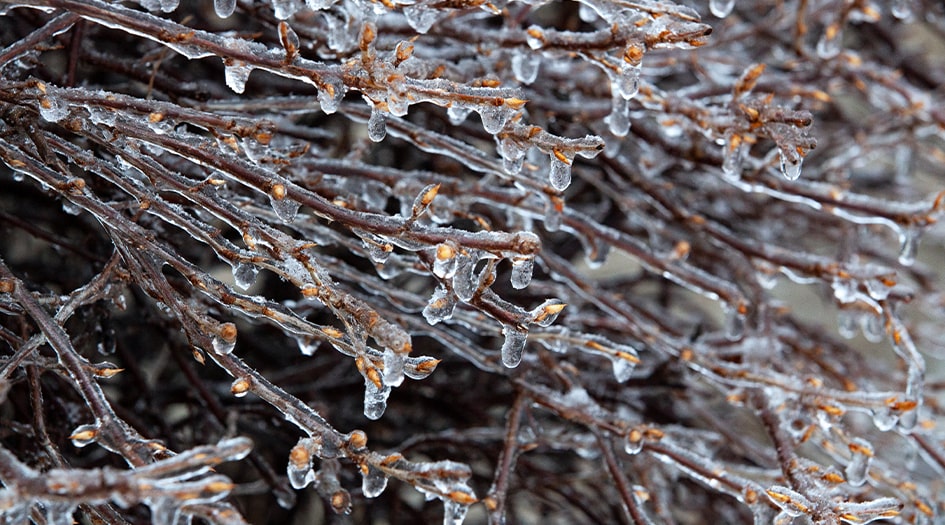 Here's what to do before, during, and after an ice storm, as shown by ice covering tree branches