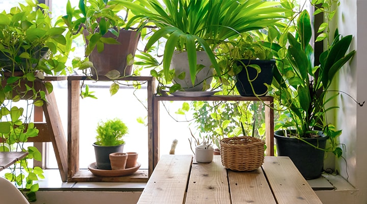 Gardening in an apartment or condo can be challenging, but picking the right plants, like the many potted plants shown here, can make it a breeze