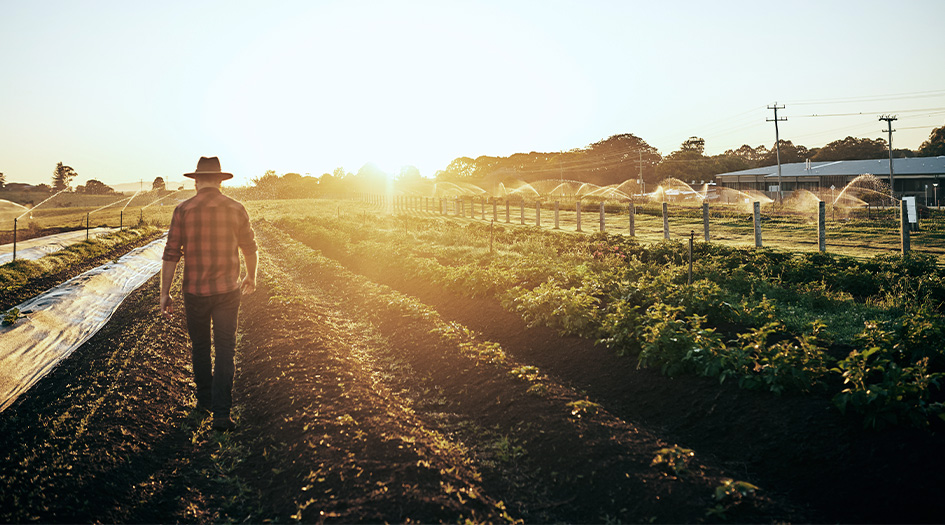 A man walks down a field while sprinklers spray water, showing one way farmers can adapt to climate change