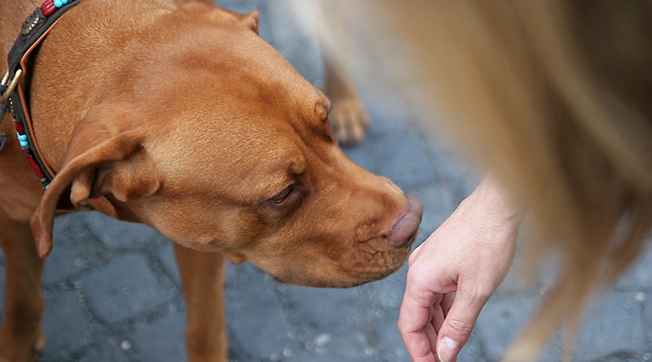 A brown dog sniffs a hand, showcasing why you should know if your home insurance covers dog bites