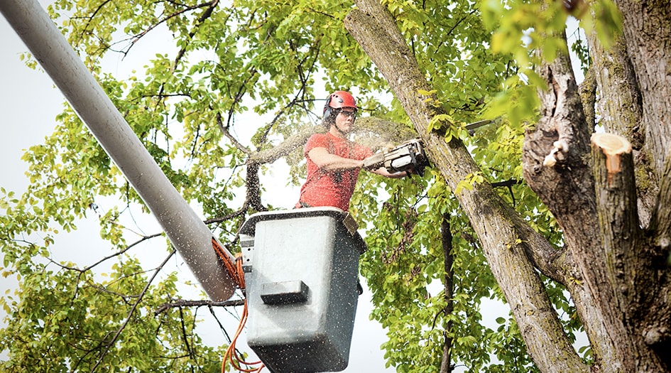 A man in a crane cuts down a tree branch with a chainsaw, showing how to prepare for a windstorm