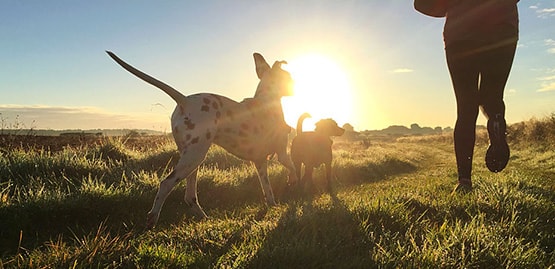 A morning run with two dogs