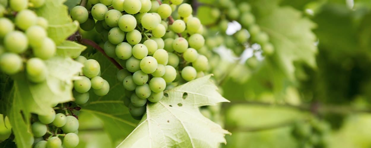 A close-up of wine grapes on the vine show the coverage available for crops through winery insurance