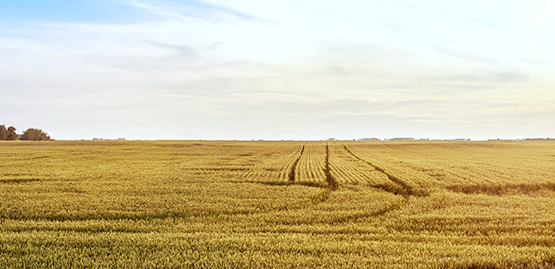 Sunrise over a field of wheat