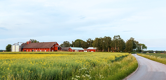 Sunrise over a field of wheat