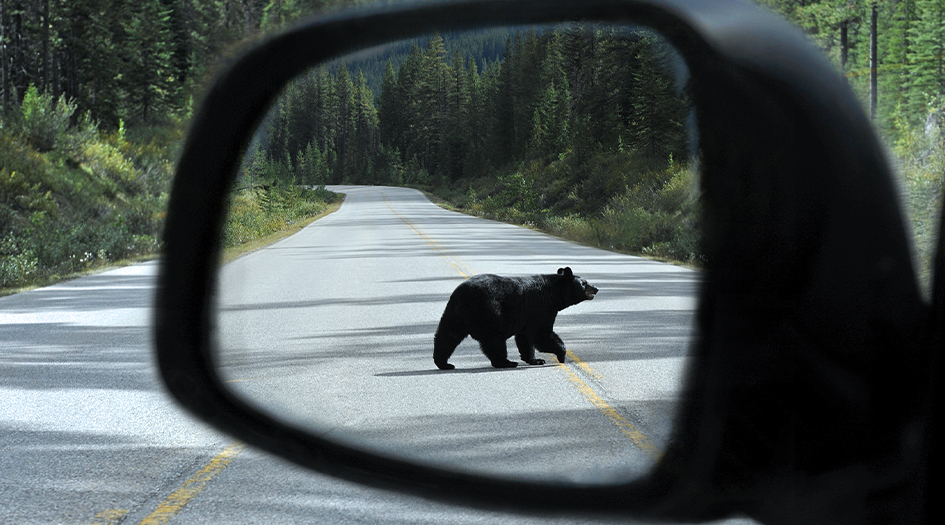 Le rétroviseur d’une voiture montre un ours noir, illustrant comment prévenir les collisions avec un animal.