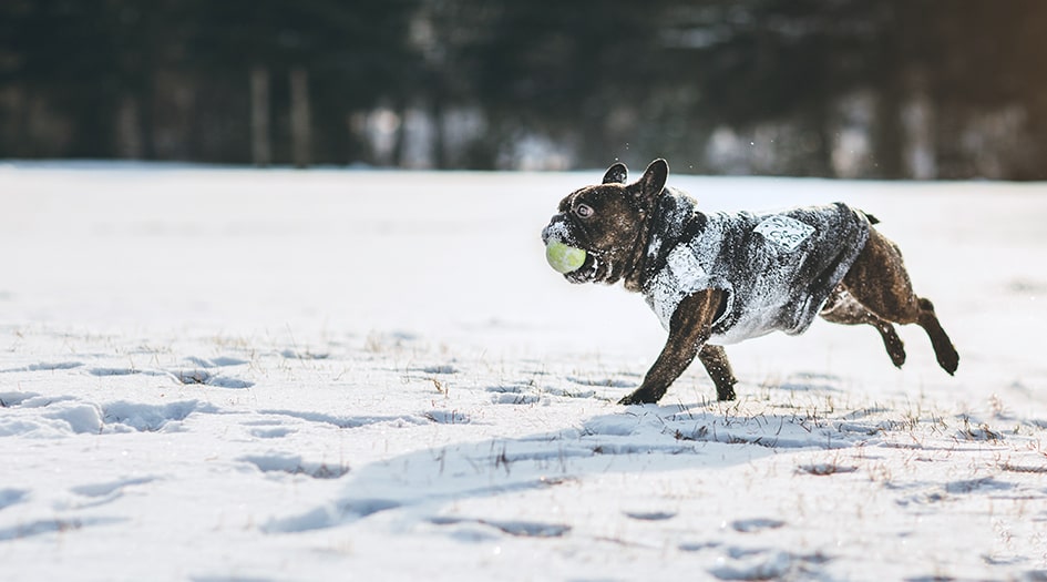 Un chien portant un manteau tient une balle dans sa gueule et marche dans la neige, au chaud et en santé tout l’hiver.