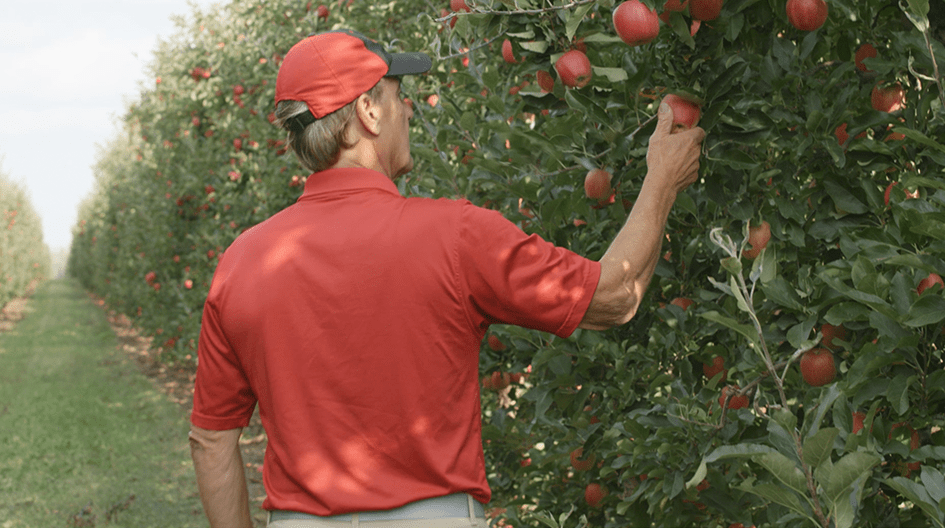Kirk from Algoma Orchards picks an apple off a tree, showing how his insurance claim restored his property after a fire.